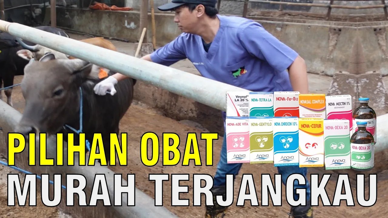 
                                 Pilihan-Obat-Murah-Terjangkau